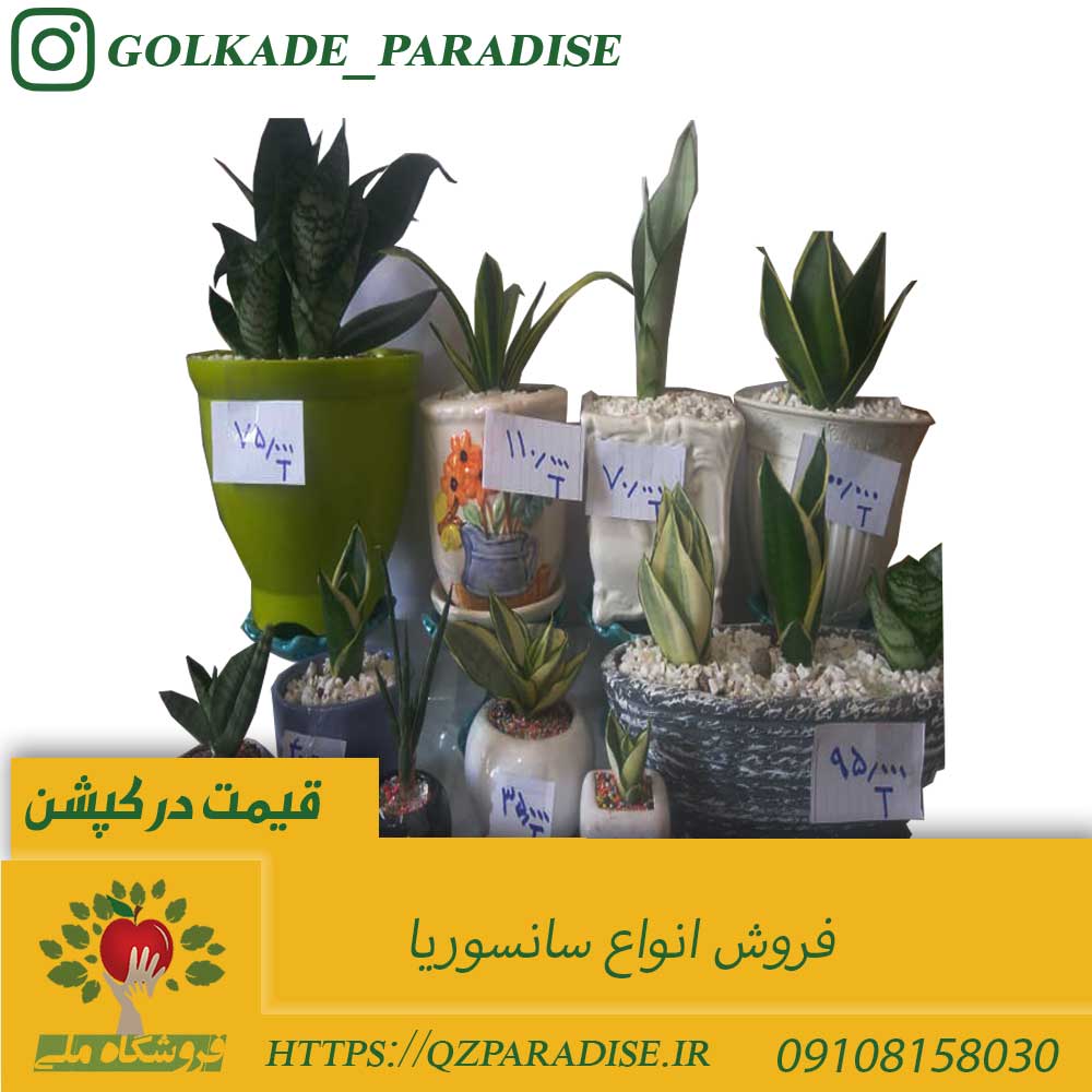 مشخصات ، قیمت و شرایط فروش انواع مختلف سانسوریا به صورت کلی و جزئی bb89e18fbadba2a4b4a5f7d4662e286b0d58b71a 14 - مشخصات ، قیمت و شرایط فروش انواع مختلف سانسوریا به صورت کلی و جزئی