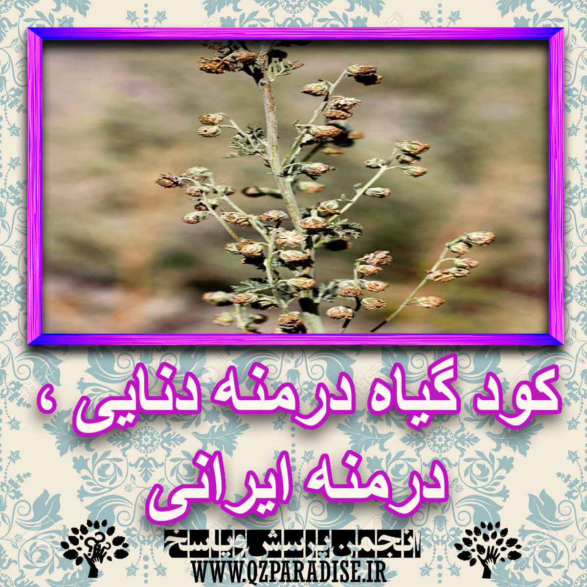 خواص استفاده از کود گیاه درخت درمنه دنایی ،درمنه ایرانی را شرح دهید ؟ bba438d5f479f6194e2ecd89aef2d17f8fd7de02 227 - خواص استفاده از کود گیاه درخت درمنه دنایی ،درمنه ایرانی را شرح دهید ؟