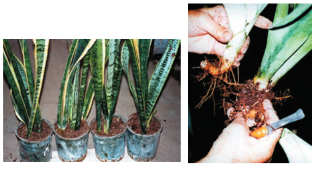 اصول داشت و تکثیر سانسوریا کدامند؟ توضیح دهید . bbbad2d5f66ab6d699a7d8b9b27e8befc0b7b3e1 335 - اصول داشت و تکثیر سانسوریا کدامند؟ توضیح دهید .