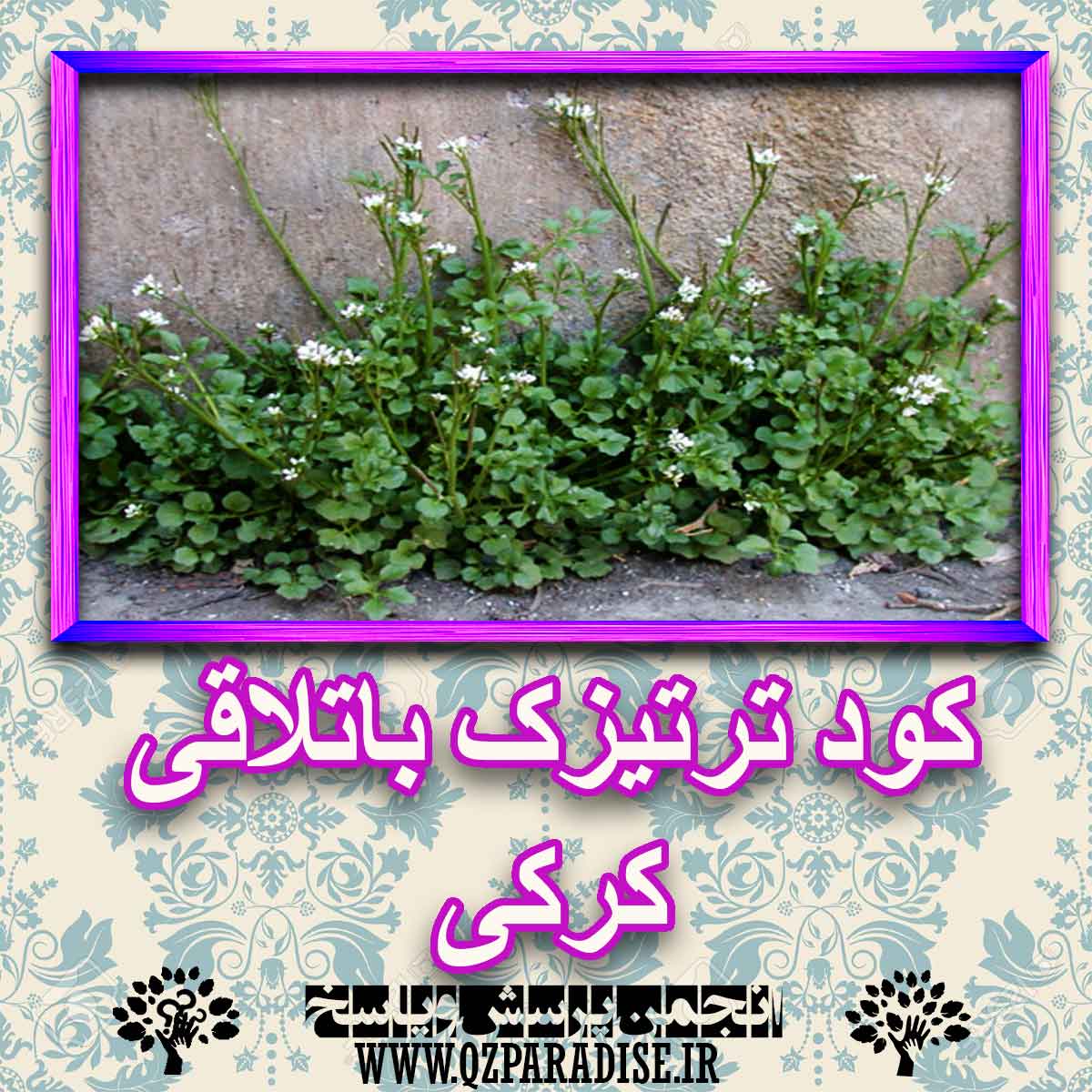 خواص استفاده از کود ترتیزک باتلاقی کرکی را شرح دهید ؟ bbbba6091d8ace51fbc6e08be63b2f0db811837c 227 - خواص استفاده از کود ترتیزک باتلاقی کرکی را شرح دهید ؟