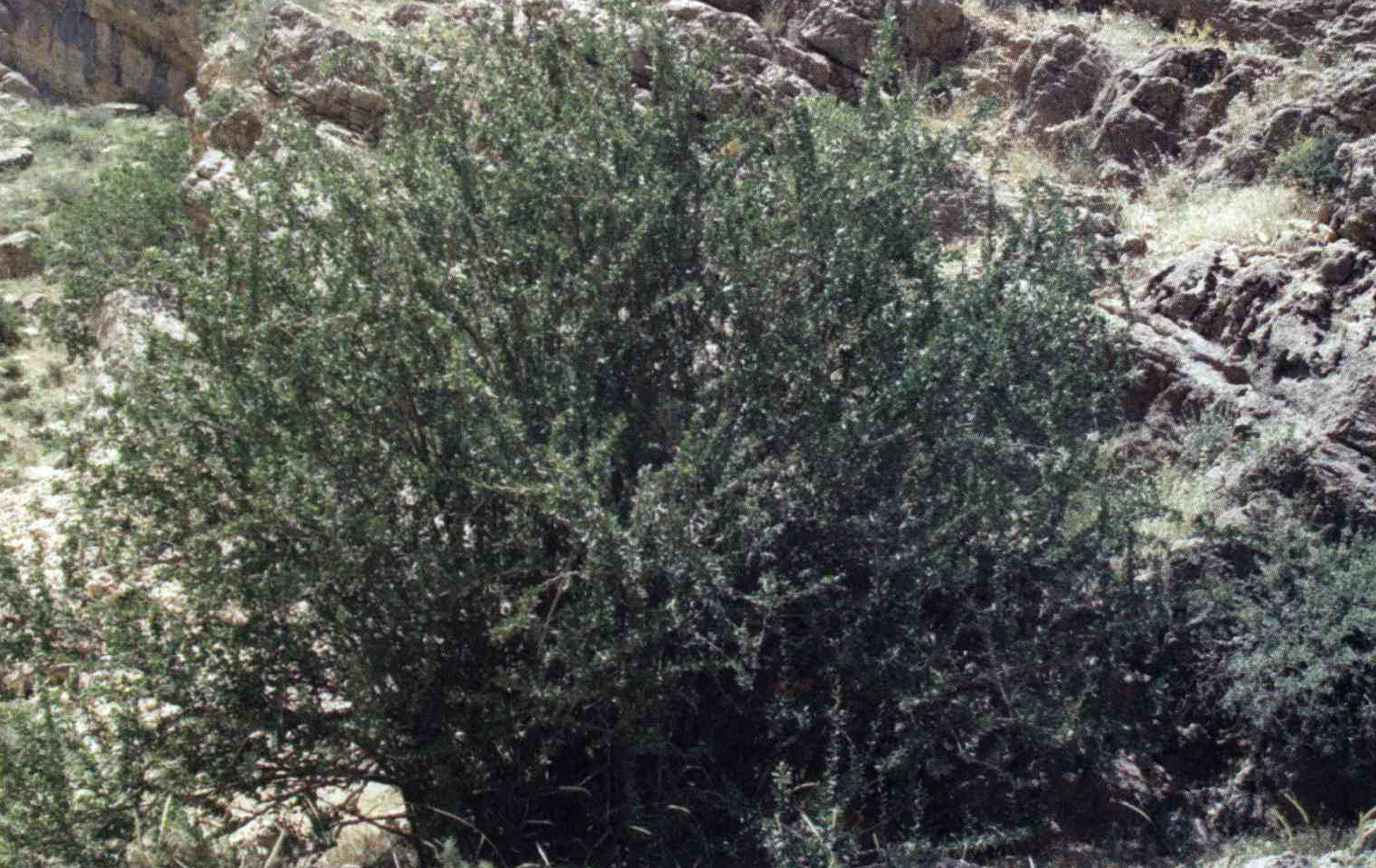 خواص استفاده از کود گیاه زرشک شرح دهید ؟ bc620d4f4394171c321c2f39f432537537a7980f 14 - خواص استفاده از کود گیاه زرشک شرح دهید ؟