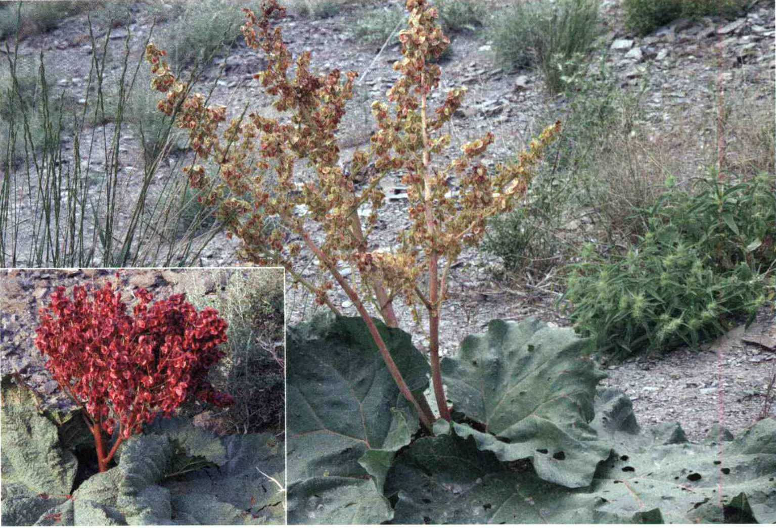 کود مناسب گیاه ریواس چیست و چه خاصیتی دارد؟ bd6a5acc2575af62548038b5bd7221a3b03b9b3c 14 - کود مناسب گیاه ریواس چیست و چه خاصیتی دارد؟