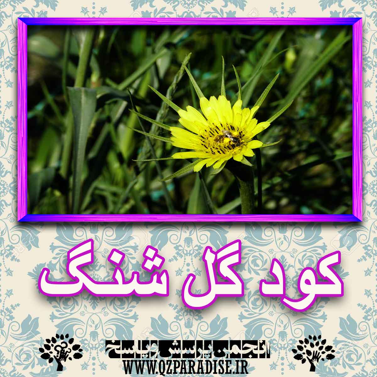 خواص استفاده از کود گل شنگ را شرح دهید ؟ bdcf0798e00cf9a53cfaf58d4f658e923e19cc3c 227 - خواص استفاده از کود گل شنگ را شرح دهید ؟