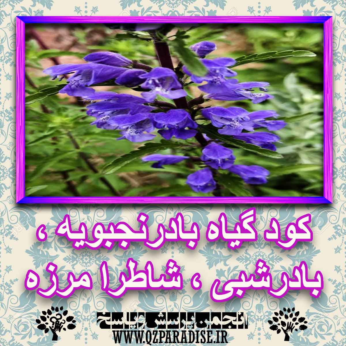 خواص استفاده از گیاه بادرنجبویه ، بادرشبی ، شاطرامرزه را شرح دهید ؟ be6bac1a7c6b3aa0f906a43cddd74f73fd52459e 227 - خواص استفاده از گیاه بادرنجبویه ، بادرشبی ، شاطرامرزه را شرح دهید ؟