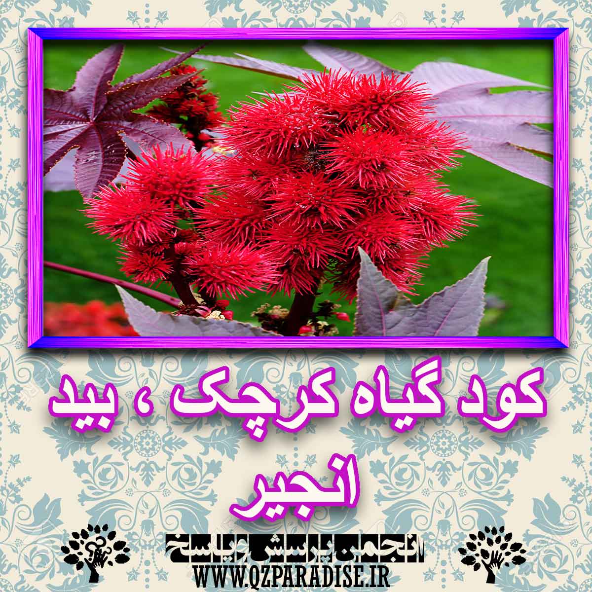 خواص استفاده از کود گیاه کرچک ، بید انجیر شرح دهید ؟ be9550362b18983318f24c5c97db13e55cf9eec3 227 - خواص استفاده از کود گیاه کرچک ، بید انجیر شرح دهید ؟