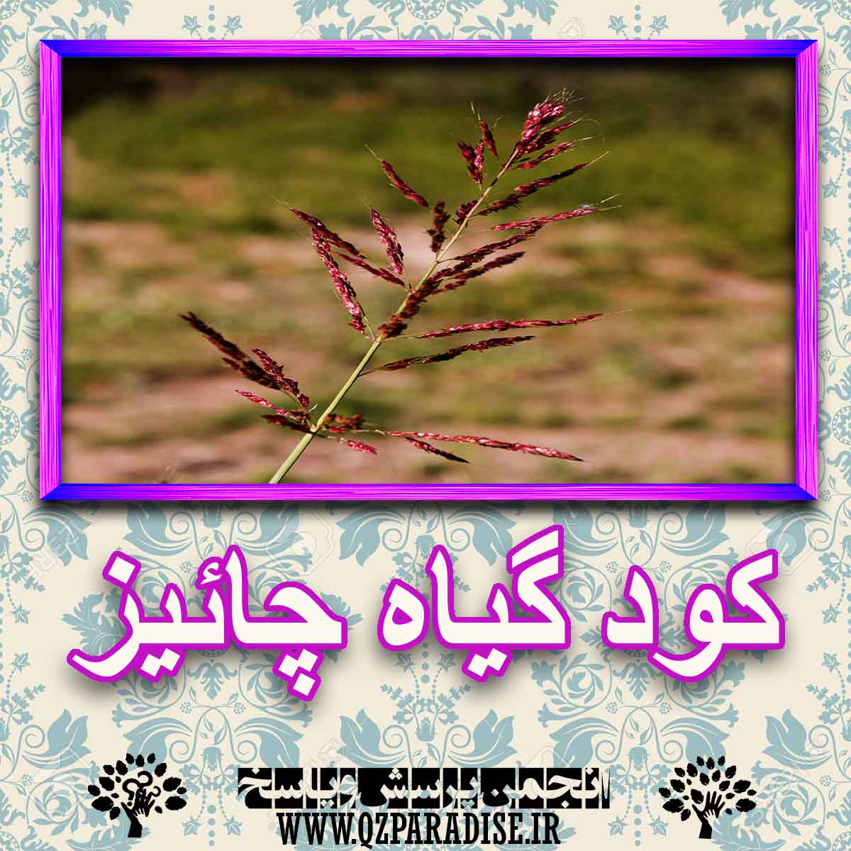 خواص استفاده از -گیاه-چائیز را شرح دهید ؟ bec717ef5fdecea55024f1b5b9121f3fc21efbd3 227 - خواص استفاده از -گیاه-چائیز را شرح دهید ؟