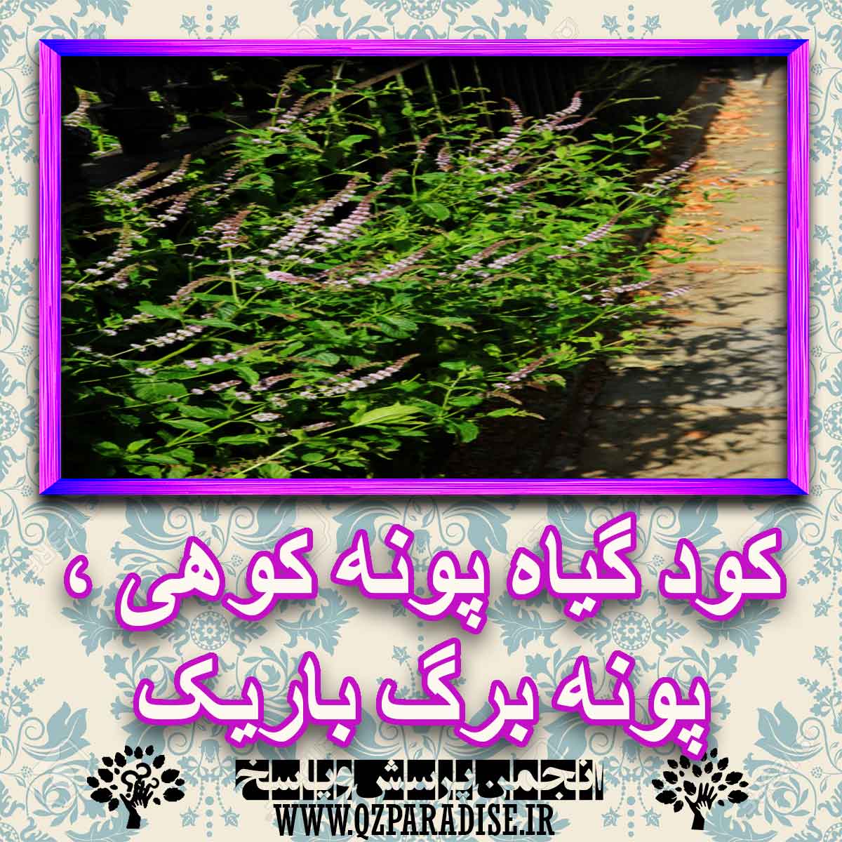 خواص استفاده از گیاه-پونه-کوهی-پونه-برگ-باریک را شرح دهید ؟ bf832388258f9c31f248051ad005a93047b8b7fb 227 - خواص استفاده از گیاه-پونه-کوهی-پونه-برگ-باریک را شرح دهید ؟