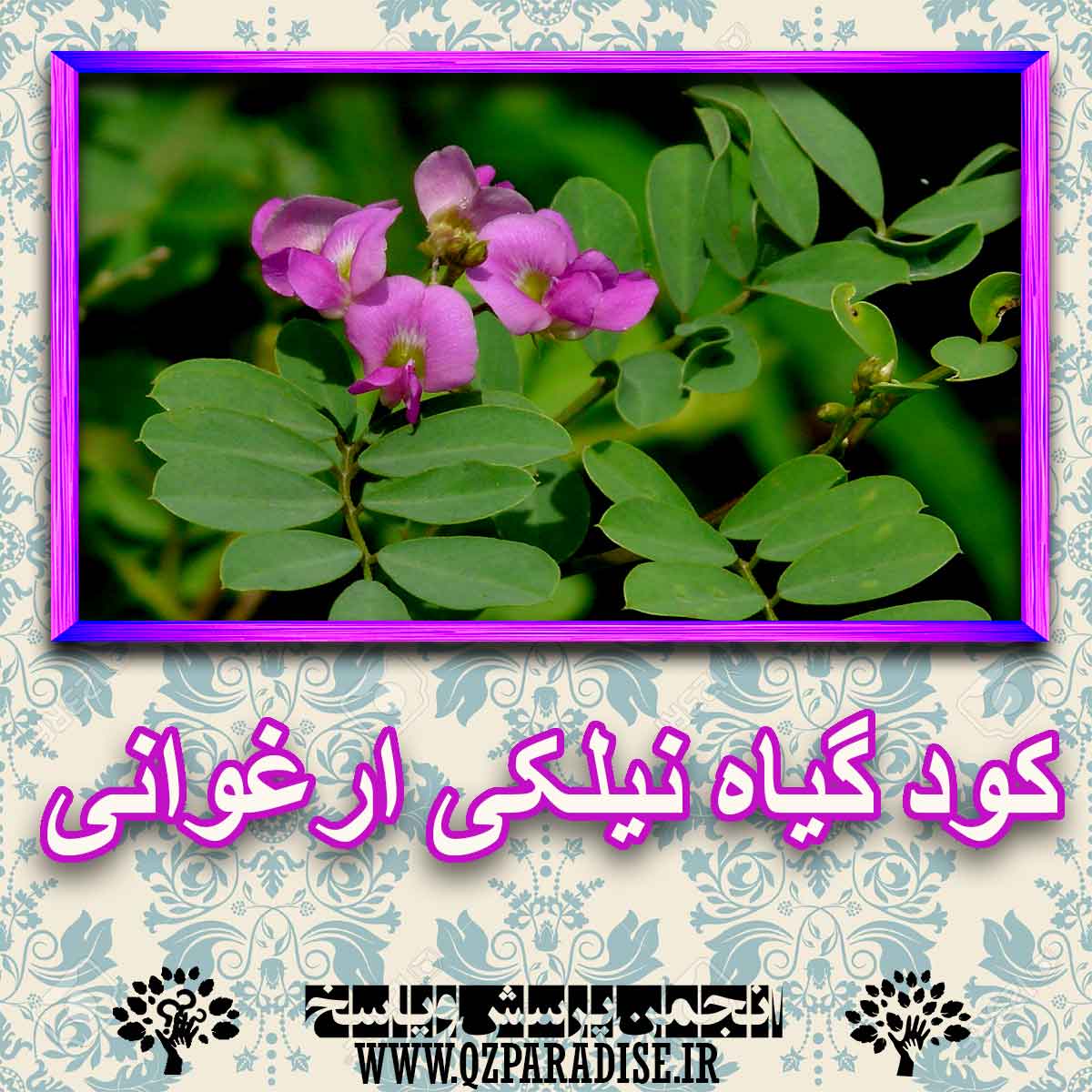 کود مناسب گیاه نیلکی ارغوانی چیست و چه خاصیتی دارد؟ bfa0eebd47290c43324404fd80ce8badc70fad28 227 - کود مناسب گیاه نیلکی ارغوانی چیست و چه خاصیتی دارد؟