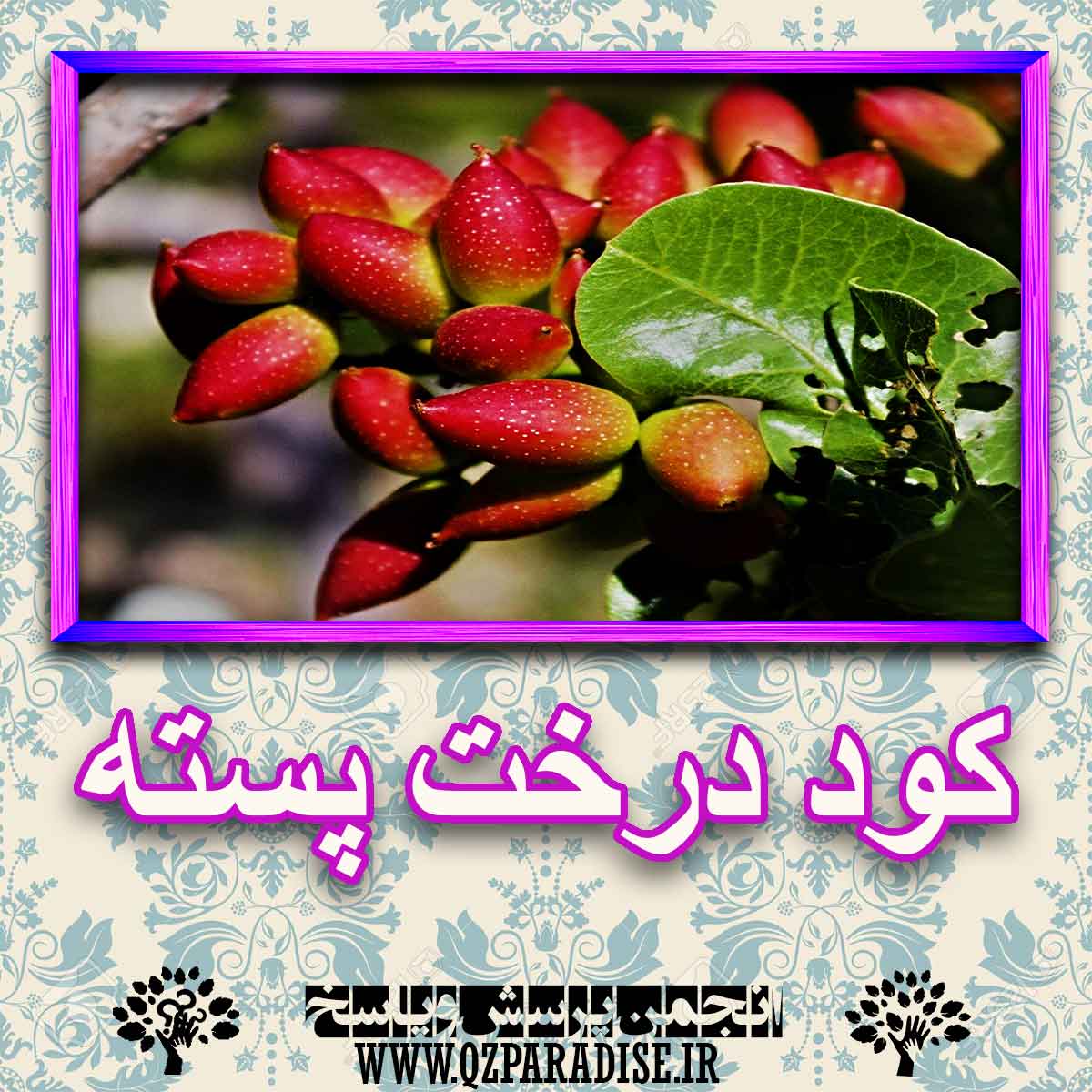 خواص استفاده از کود درخت پسته را شرح دهید ؟ c01d3e23bf809f41f9184b7b1b5b060e5af14d47 227 - خواص استفاده از کود درخت پسته را شرح دهید ؟