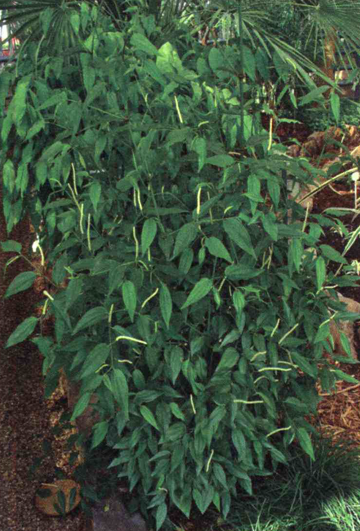 c036dfcf6c98f4c41a3f35c16c0ff7124502c8e9 14 - کود مناسب گیاه فلفل سیاه چیست و چه خاصیتی دارد؟