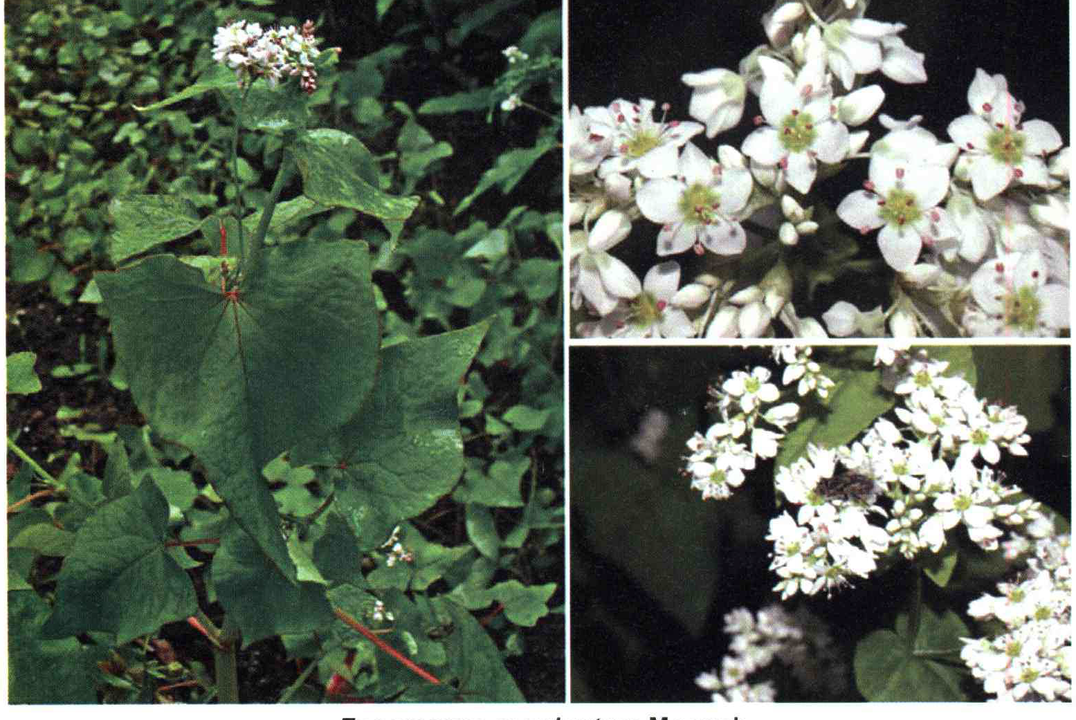 کود مناسب گیاه گندم سیاه چیست و چه خاصیتی دارد؟ c0c0387727f6a49ee1685db5ec8ba69825a0d5bd 14 - کود مناسب گیاه گندم سیاه چیست و چه خاصیتی دارد؟