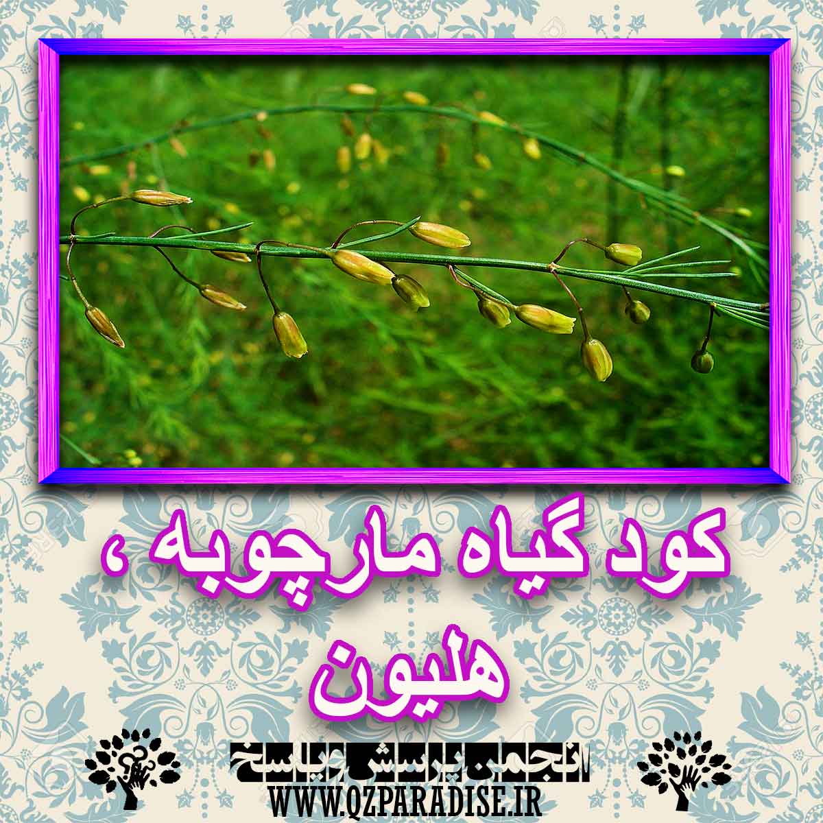 خواص استفاده از گیاه مارچوبه هلیون را شرح دهید ؟ c0edd453b6b09cd5f8932088ce8e7993ff615dfc 227 - خواص استفاده از گیاه مارچوبه هلیون را شرح دهید ؟