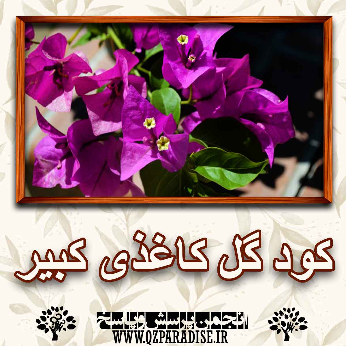 c143badd26f3af3b26ef82cae36035ae2c5adfcc 227 - خواص و فواید کود گل کاغذی کبیر را شرح دهید ؟