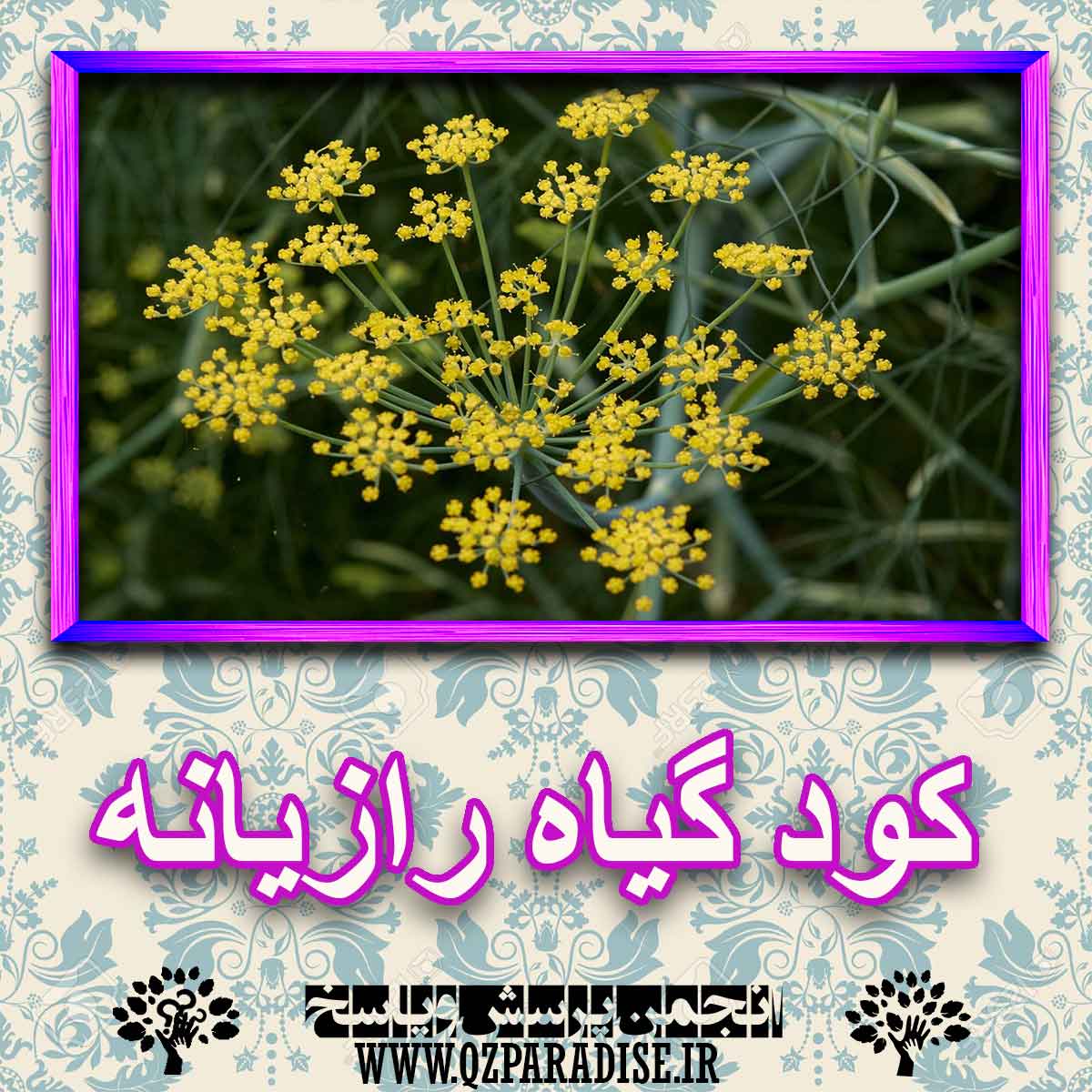 کود مناسب گیاه رازیانه چیست و چه خاصیتی دارد؟ c1602170b442d568553129b0f04349451b0d7216 227 - کود مناسب گیاه رازیانه چیست و چه خاصیتی دارد؟