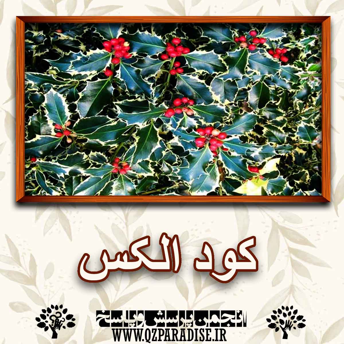 c1a0fe095c76d7df0a8577dc7a68853dd26c1964 290 - کود مناسب گیاه الکس چیست؟