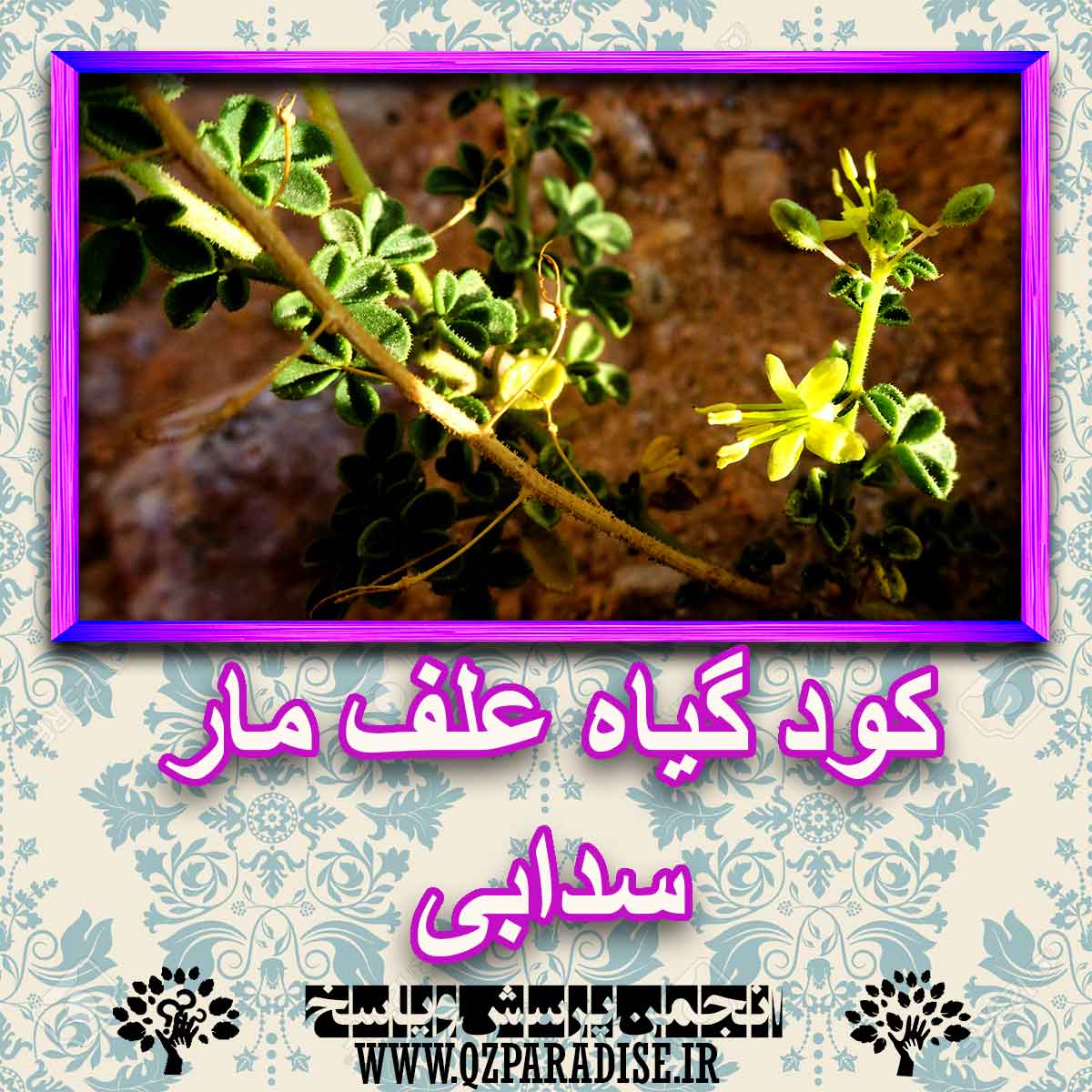 خواص استفاده از کود گیاه علف مار سدابی شرح دهید ؟ c1f86d73e2d541be22093399bad9beddef8920a6 227 - خواص استفاده از کود گیاه علف مار سدابی شرح دهید ؟