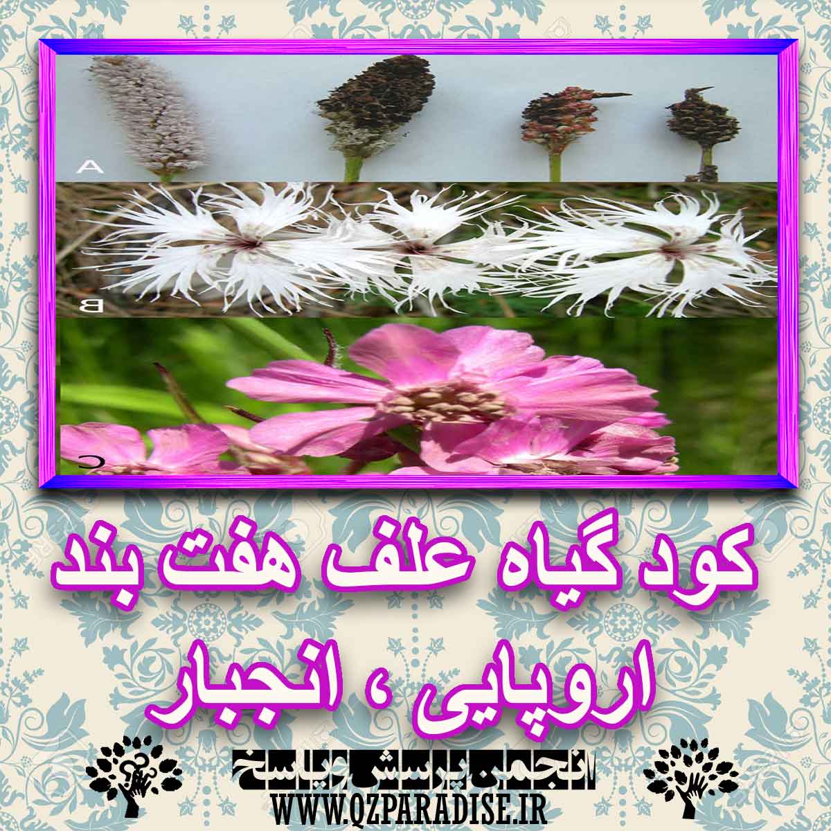 کود مناسب گیاه علف هفت بند اروپایی ، انجبار چیست و چه خاصیتی دارد؟ c1fa2e811bcb166346934d83d9f9750177b925bc 227 - کود مناسب گیاه علف هفت بند اروپایی ، انجبار چیست و چه خاصیتی دارد؟