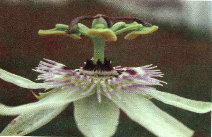 کود مناسب گیاه گل ساعتی چیست و چه خاصیتی دارد؟ c22fca38b58650ecae1725facebef07cfa9e65ff 14 - کود مناسب گیاه گل ساعتی چیست و چه خاصیتی دارد؟