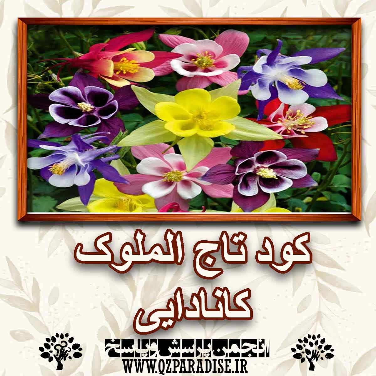 کود مناسب گیاه تاج الملوک کانادایی شرح دهید ؟ c297ff7b70e517f433941b5825c78526a4855b0b 147 - کود مناسب گیاه تاج الملوک کانادایی شرح دهید ؟