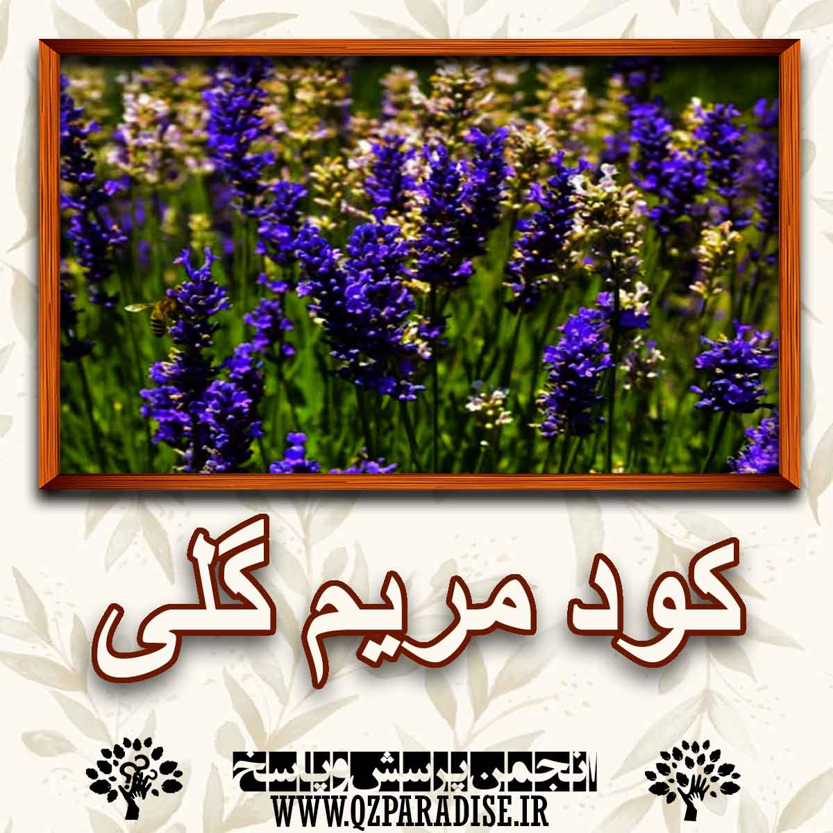 خواص کود مریم گلی را شرح دهید؟ c2d93de118fcb30fd615bd815d986d6ddedad0b8 227 - خواص کود مریم گلی را شرح دهید؟