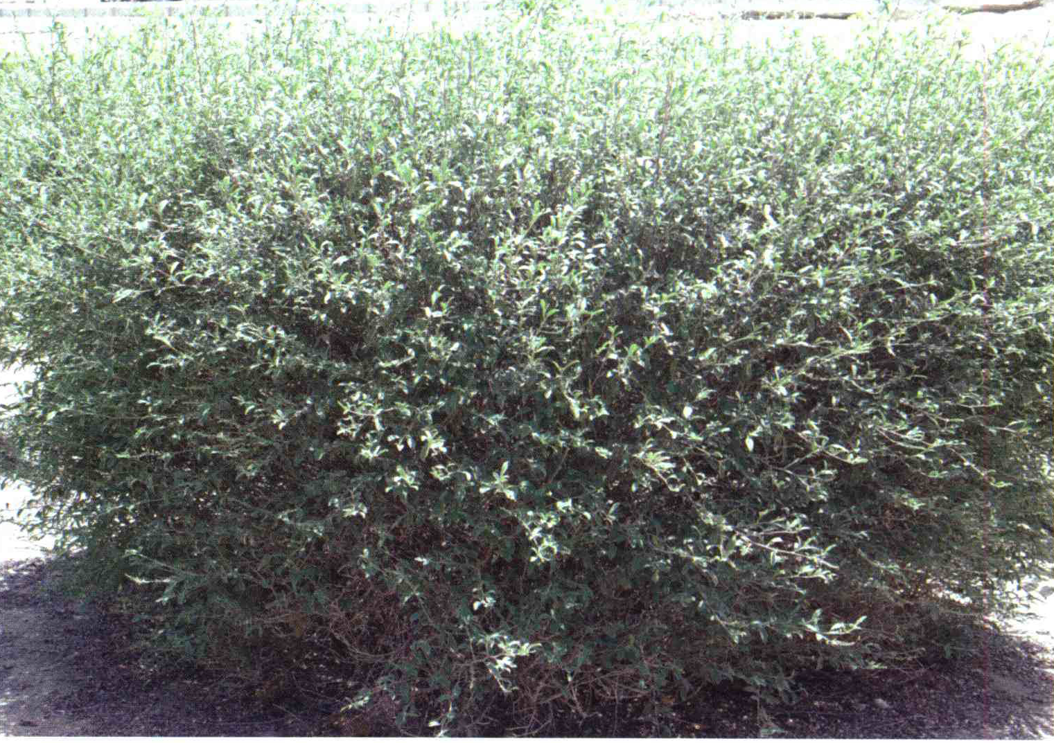 کود مناسب گیاه نیل خوشه ای ، سگاری ، شمل چیست و چه خاصیتی دارد؟ c393497babc94780c9f6b11af37c19759b3fd102 14 - کود مناسب گیاه نیل خوشه ای ، سگاری ، شمل چیست و چه خاصیتی دارد؟