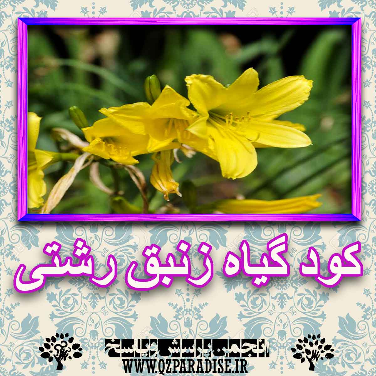 c3fab394c8b320f39184bfde4f7cade0bee1d35b 227 - خواص استفاده از گیاه-زنبق-رشتی را شرح دهید ؟