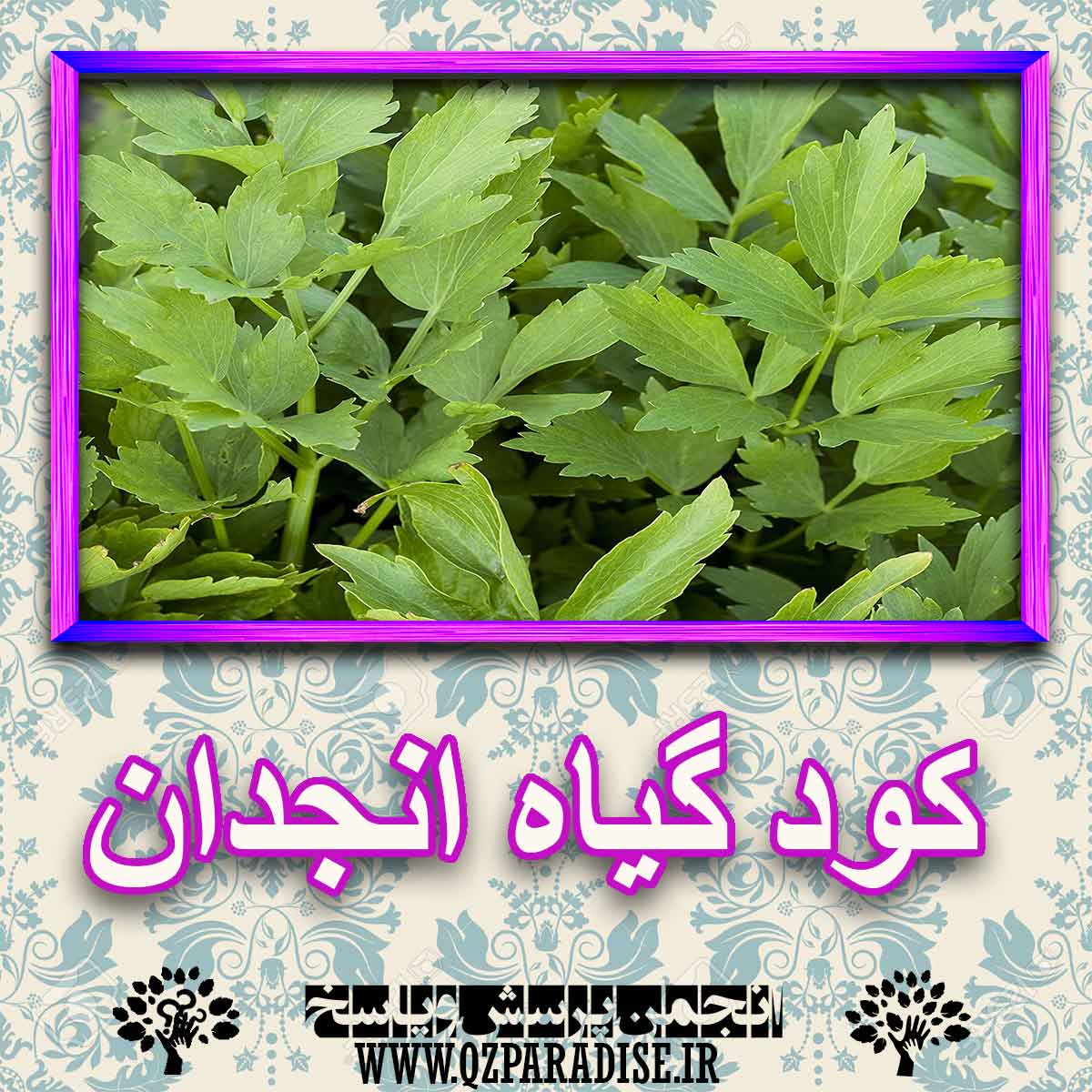 کود مناسب گیاه انجدان چیست و چه خاصیتی دارد؟ c41549af6ac03fb0097e8a2def500455cb68b59a 227 - کود مناسب گیاه انجدان چیست و چه خاصیتی دارد؟