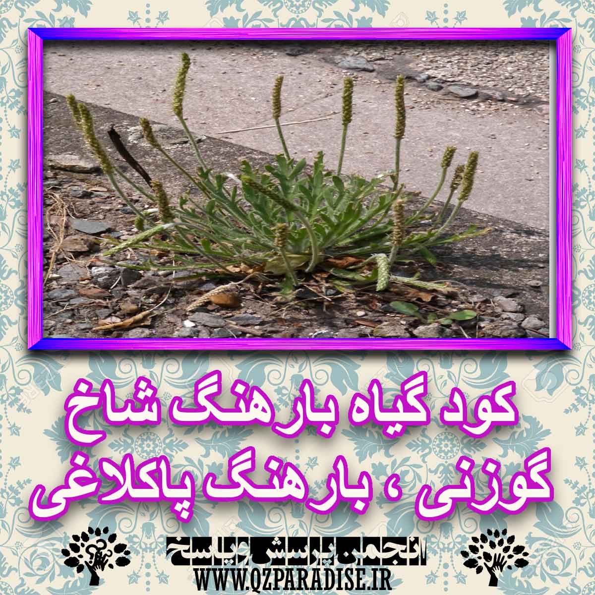 کود مناسب گیاه بارهنگ شاخ گوزنی ، بارهنگ پاکلاغی چیست و چه خاصیتی دارد؟ c4168c2aa864e697e1d13202691a704ab987f175 227 - کود مناسب گیاه بارهنگ شاخ گوزنی ، بارهنگ پاکلاغی چیست و چه خاصیتی دارد؟