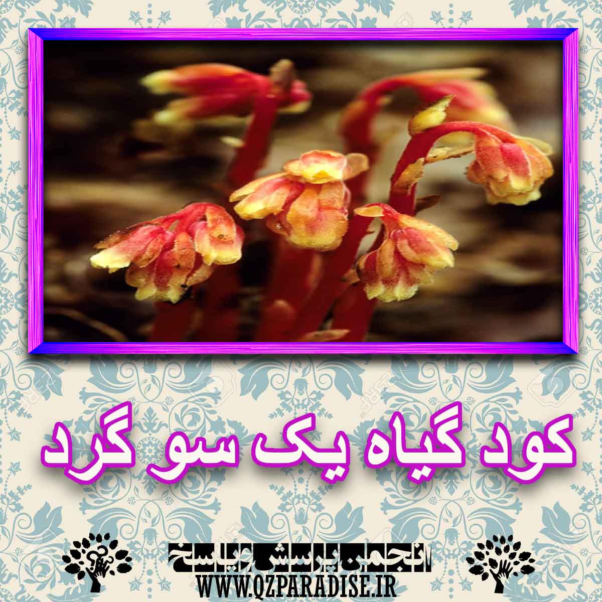 خواص استفاده از گیاه یک سو گرد شرح دهید ؟ c46a1a00a77de5c883260d2965bec05cb1aa8413 227 - خواص استفاده از گیاه یک سو گرد شرح دهید ؟