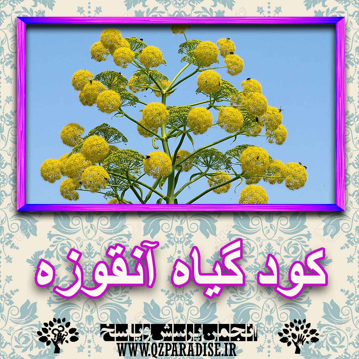 کود مناسب گیاه آنقوزه چیست و چه خاصیتی دارد؟ c475cfb884a5fbb8e1b99f664ff4d3cfb7877486 227 - کود مناسب گیاه آنقوزه چیست و چه خاصیتی دارد؟