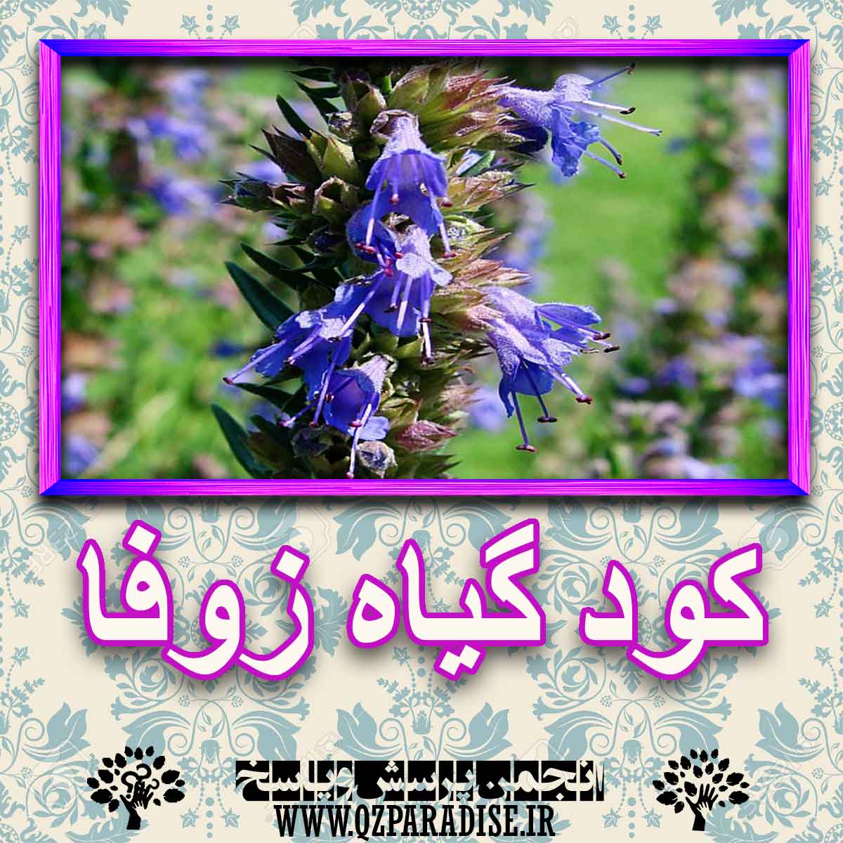 خواص استفاده از گیاه-زوفا را شرح دهید ؟ c4e0f69ab98cd1cd5bc34cbf0c4dcd1103133a4a 227 - خواص استفاده از گیاه-زوفا را شرح دهید ؟