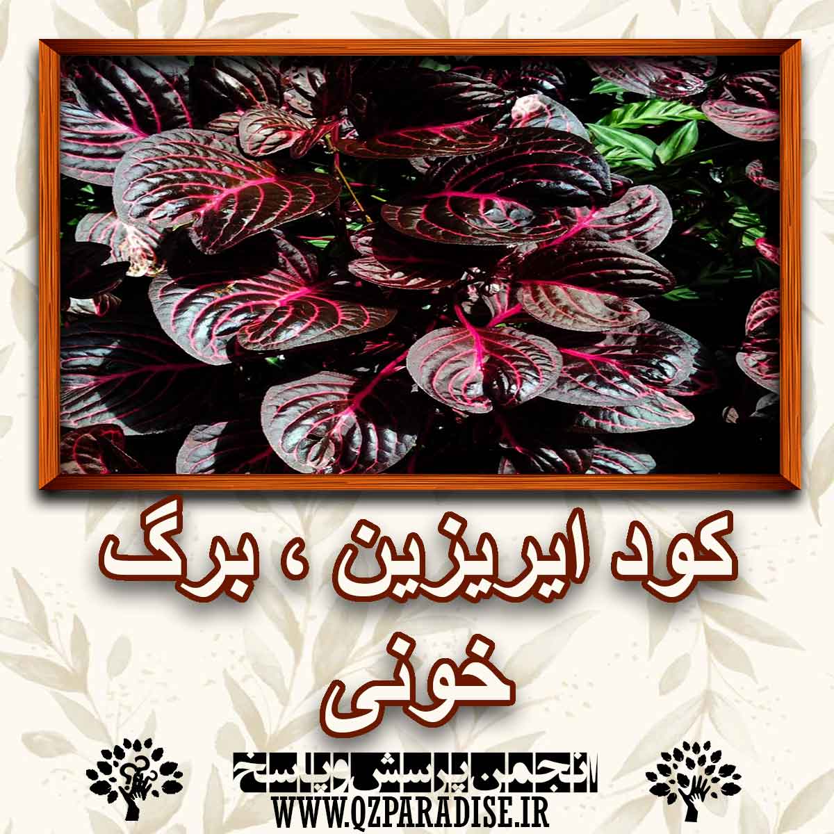 c56b76e9edb0c3370becee0a81fd3185be117472 290 - کود مناسب گل ایریزین برگ خونی چیست؟