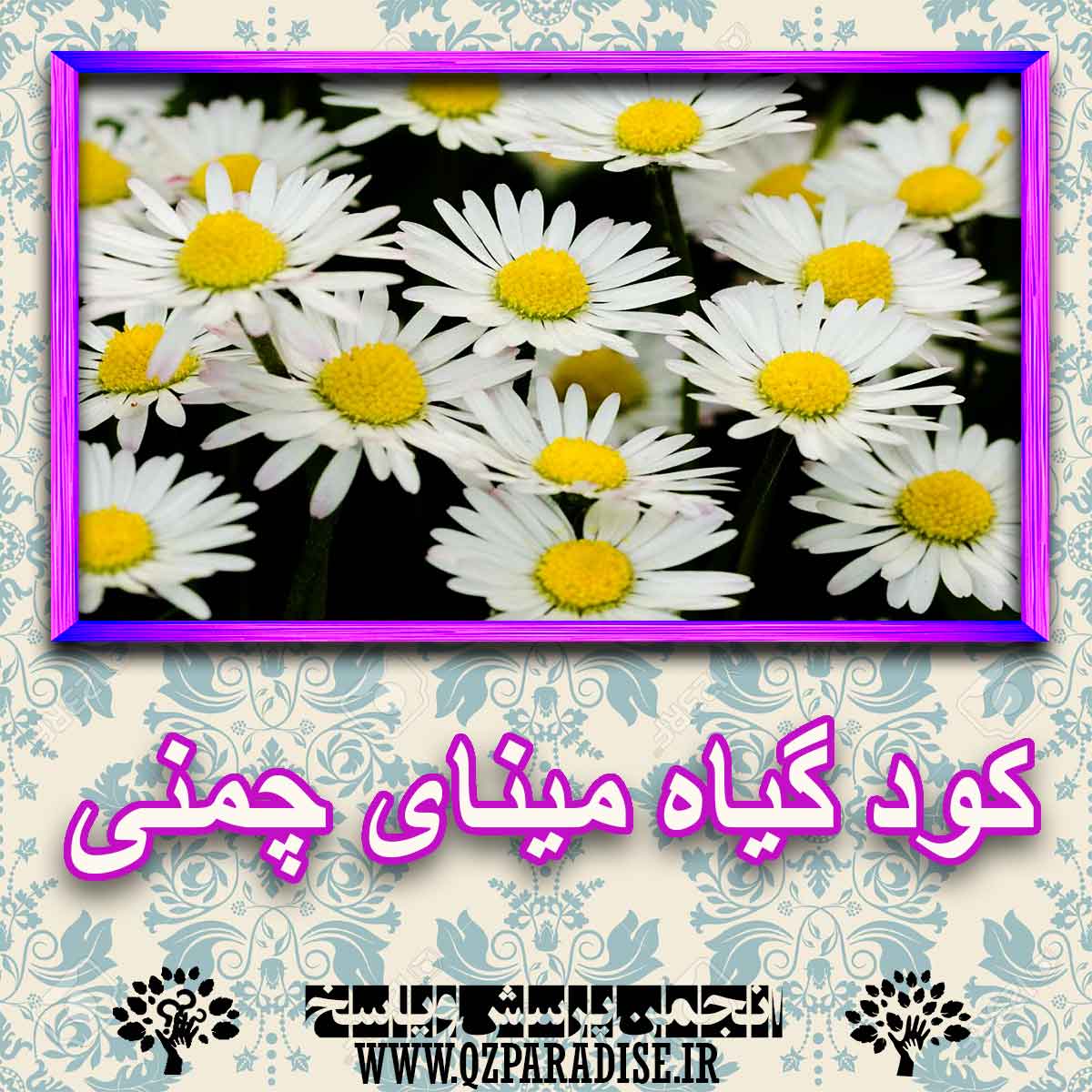 خواص استفاده از گیاه مینای چمنی را شرح دهید ؟ c5e7426637fc647c7c90ecc240aa5a10cf77369d 227 - خواص استفاده از گیاه مینای چمنی را شرح دهید ؟