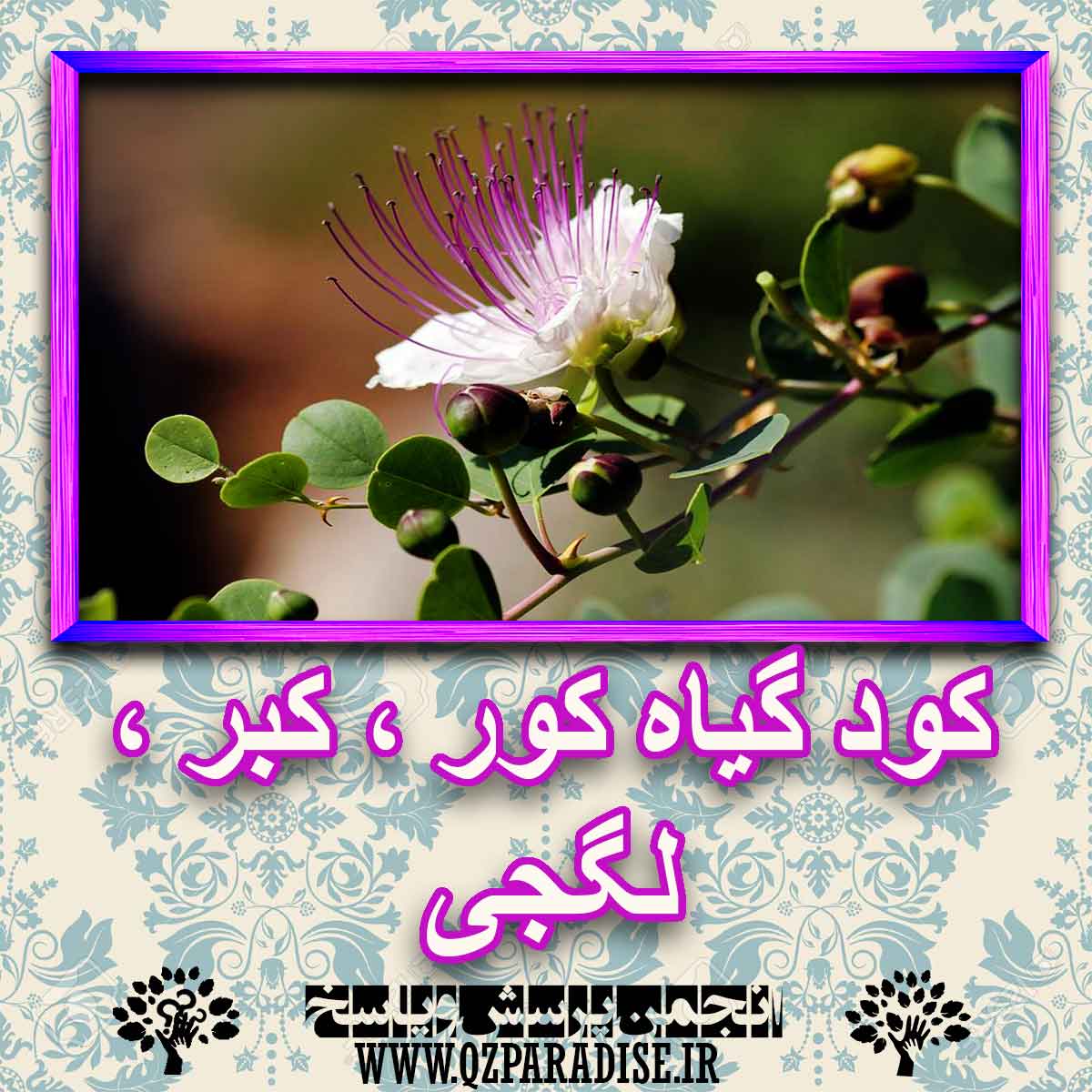 خواص استفاده از کود گیاه کور ، کبر ، لگجی شرح دهید ؟ c5f401f7f09ee91d6774ac409e3937364d0e0009 227 - خواص استفاده از کود گیاه کور ، کبر ، لگجی شرح دهید ؟