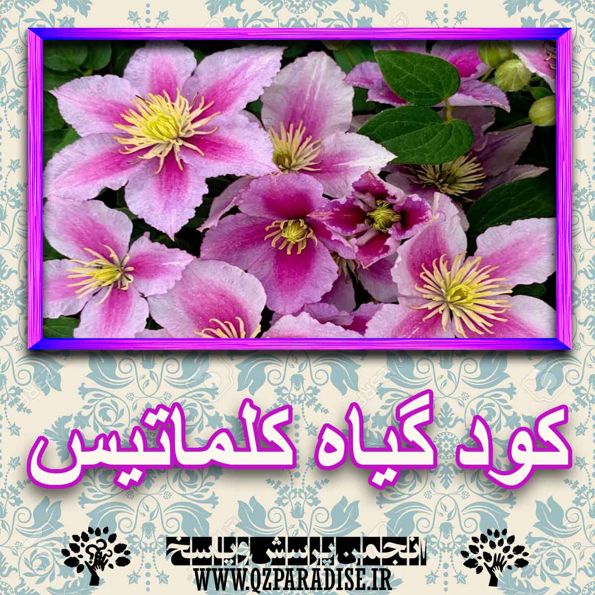 کود مناسب گیاه کلماتیس چیست و چه خاصیتی دارد؟ c6053924a29e29e6cc2e73c633a1e63119d6328c 227 - کود مناسب گیاه کلماتیس چیست و چه خاصیتی دارد؟