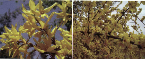 خواص استفاده از گیاه یاس زرد شرح دهید ؟ c64ece41a971179a83beb5d321c84cc5df6689ba 358 - خواص استفاده از گیاه یاس زرد شرح دهید ؟