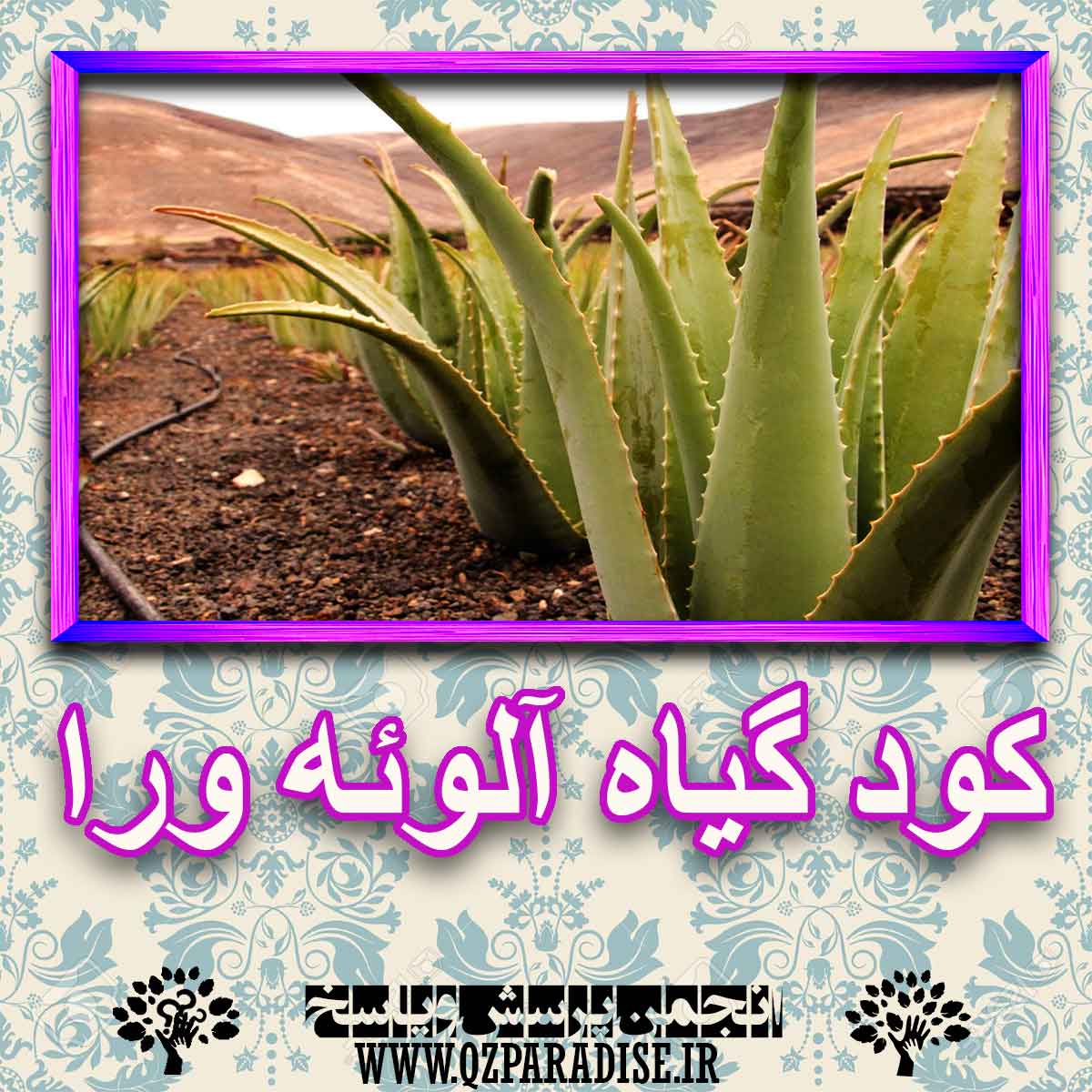 خواص استفاده از گیاه آلوئه ورا را شرح دهید ؟ c6db1ca000f828a242a3b64f37b97456d445d642 227 - خواص استفاده از گیاه آلوئه ورا را شرح دهید ؟