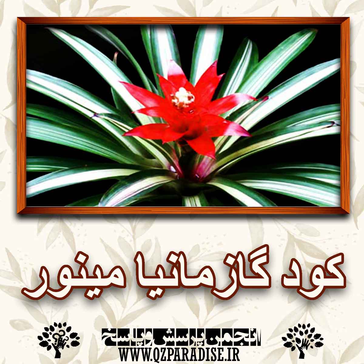 کود مناسب گیاه ، گل گازمانیا مینور را شرح دهید ؟ c6f5fd05b6e37bc8ade9b1caf09f561573667ca3 147 - کود مناسب گیاه ، گل گازمانیا مینور را شرح دهید ؟