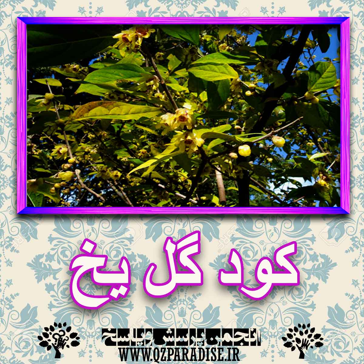 خواص استفاده از کود گل یخ را شرح دهید ؟ c7119403562a4abcc09e6a4e33236c5bb70363e6 227 - خواص استفاده از کود گل یخ را شرح دهید ؟