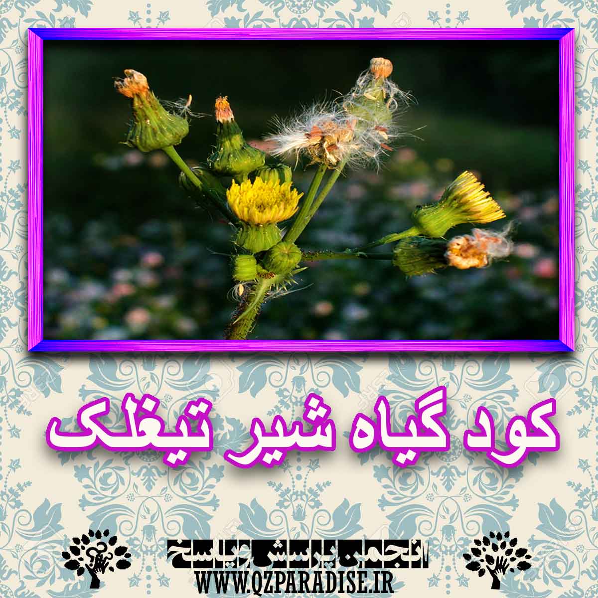 خواص استفاده از کود گیاه شیر تیغلک شرح دهید ؟ c732f2b5b797048a4f0f64341fb46806711691b0 227 - خواص استفاده از کود گیاه شیر تیغلک شرح دهید ؟