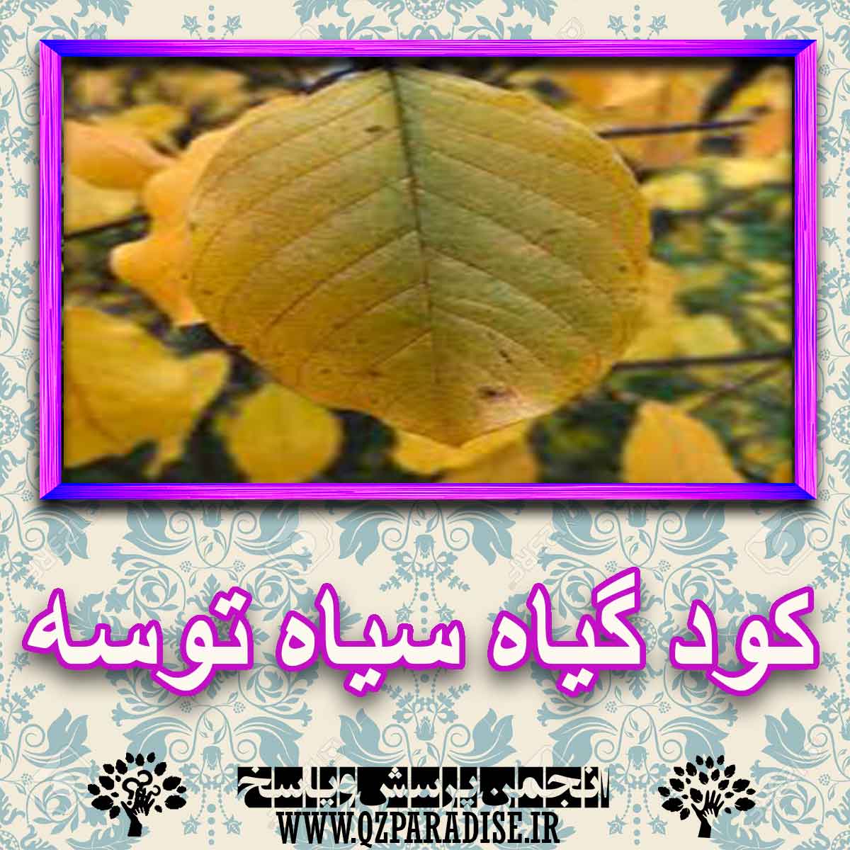 کود مناسب گیاه سیاه توسه چیست و چه خاصیتی دارد؟ c7437fc2c23b826cae8d9d86c3f783378bc3082e 227 - کود مناسب گیاه سیاه توسه چیست و چه خاصیتی دارد؟