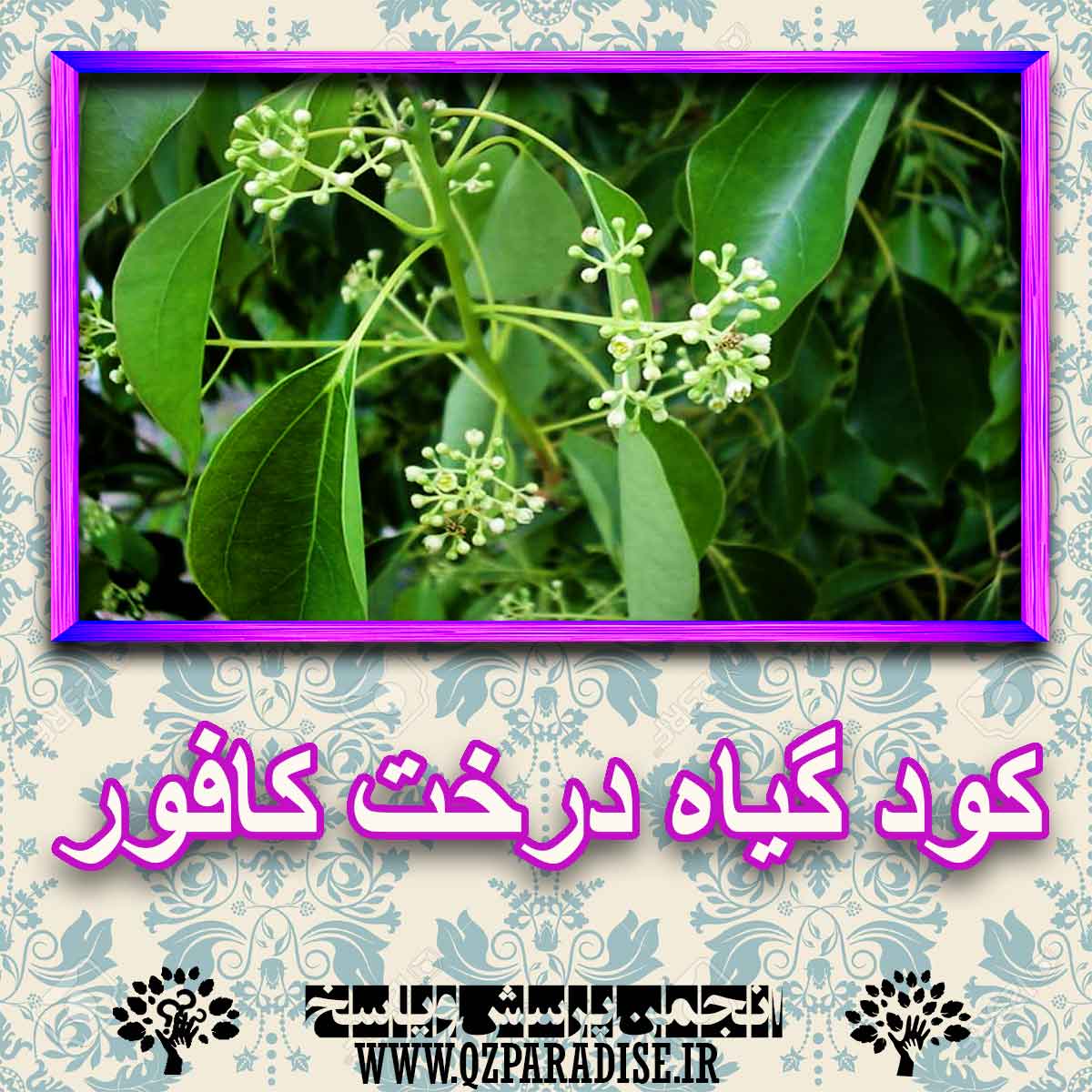 خواص استفاده از گیاه-درخت-کافور را شرح دهید ؟ c78cbd0fa0f8f97f8183f7c7a493b6898a054575 227 - خواص استفاده از گیاه-درخت-کافور را شرح دهید ؟