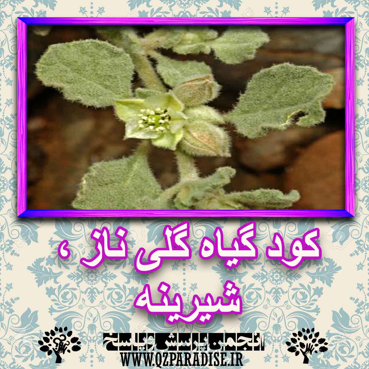 خواص استفاده از گیاه-گلی-ناز-شیرینه را شرح دهید ؟ c823bfb7d031d53117189f524016fe3c3c390388 227 - خواص استفاده از گیاه-گلی-ناز-شیرینه را شرح دهید ؟