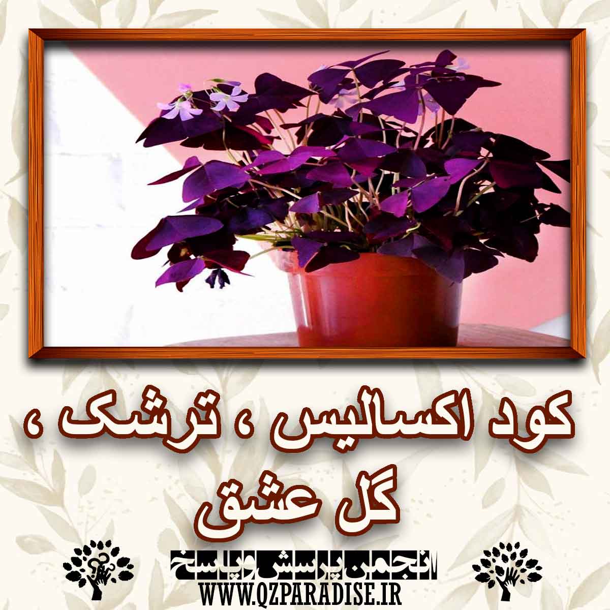 c87ed74c351f6e2658260bb09d386b5e9b8de275 290 - کود اکسالیس ترشک گل عشق چه کودی است؟
