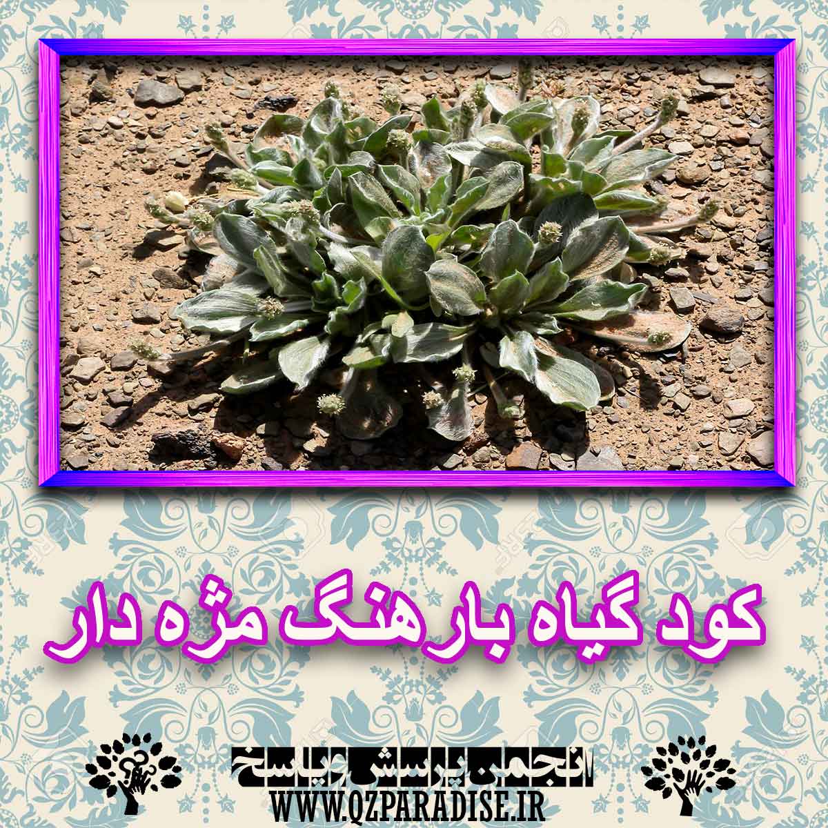 c88eea636eb9913a10ff3793475c40907f188b0f 227 - کود مناسب گیاه بارهنگ مزه دار چیست و چه خاصیتی دارد؟