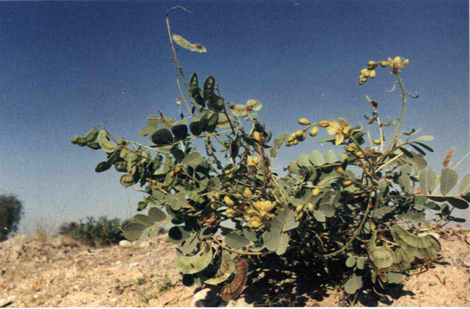 خواص استفاده از کود گیاه سنای مکی ، سناکوری ، کروسه ، دیدیوال شرح دهید ؟ c904117ba2e1efdaff25b670bf338ba0a807e2c6 14 - خواص استفاده از کود گیاه سنای مکی ، سناکوری ، کروسه ، دیدیوال شرح دهید ؟