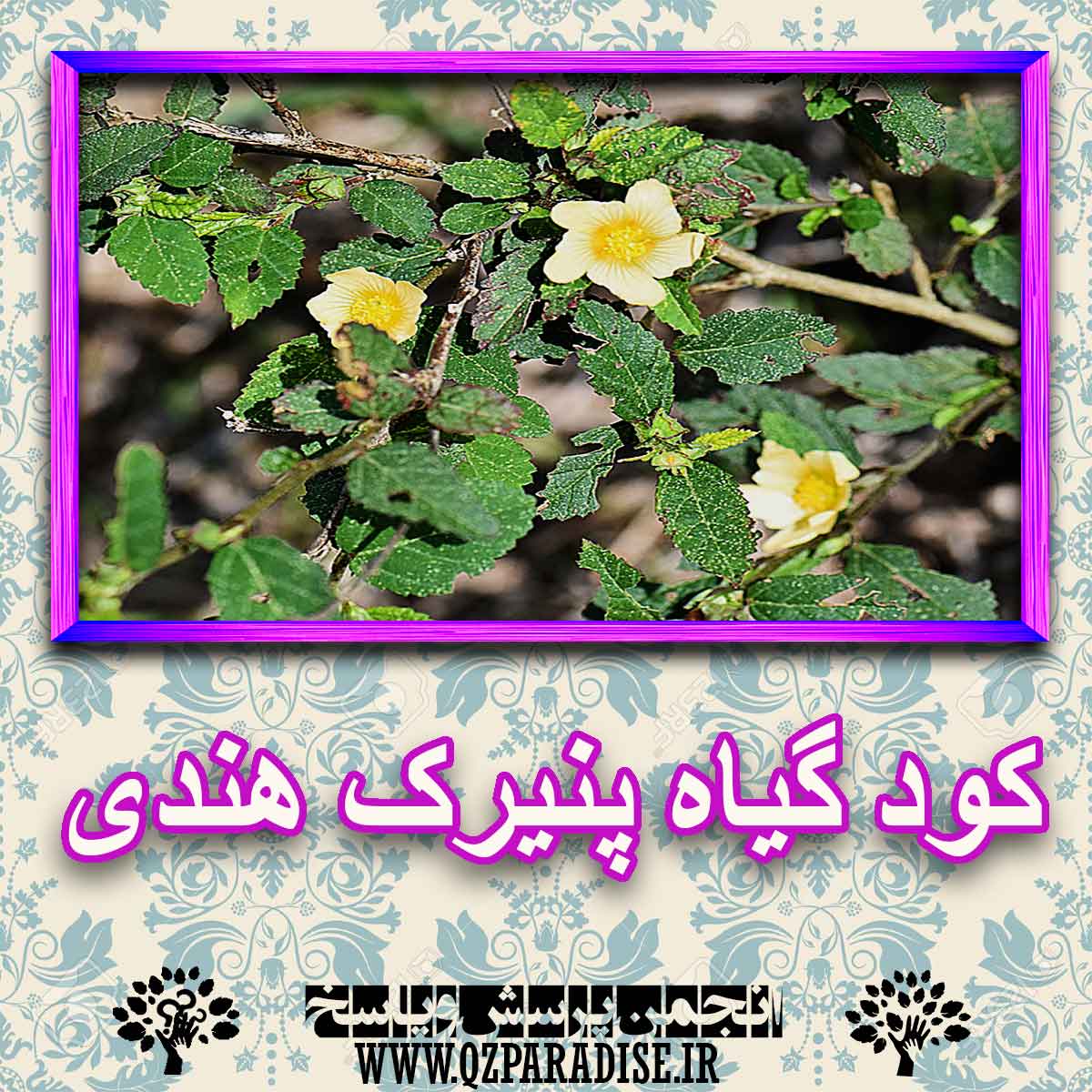 خواص استفاده از گیاه-پنیرک-هندی را شرح دهید ؟ c929dc1c68a23f560ed4277115edad3536c34c69 227 - خواص استفاده از گیاه-پنیرک-هندی را شرح دهید ؟