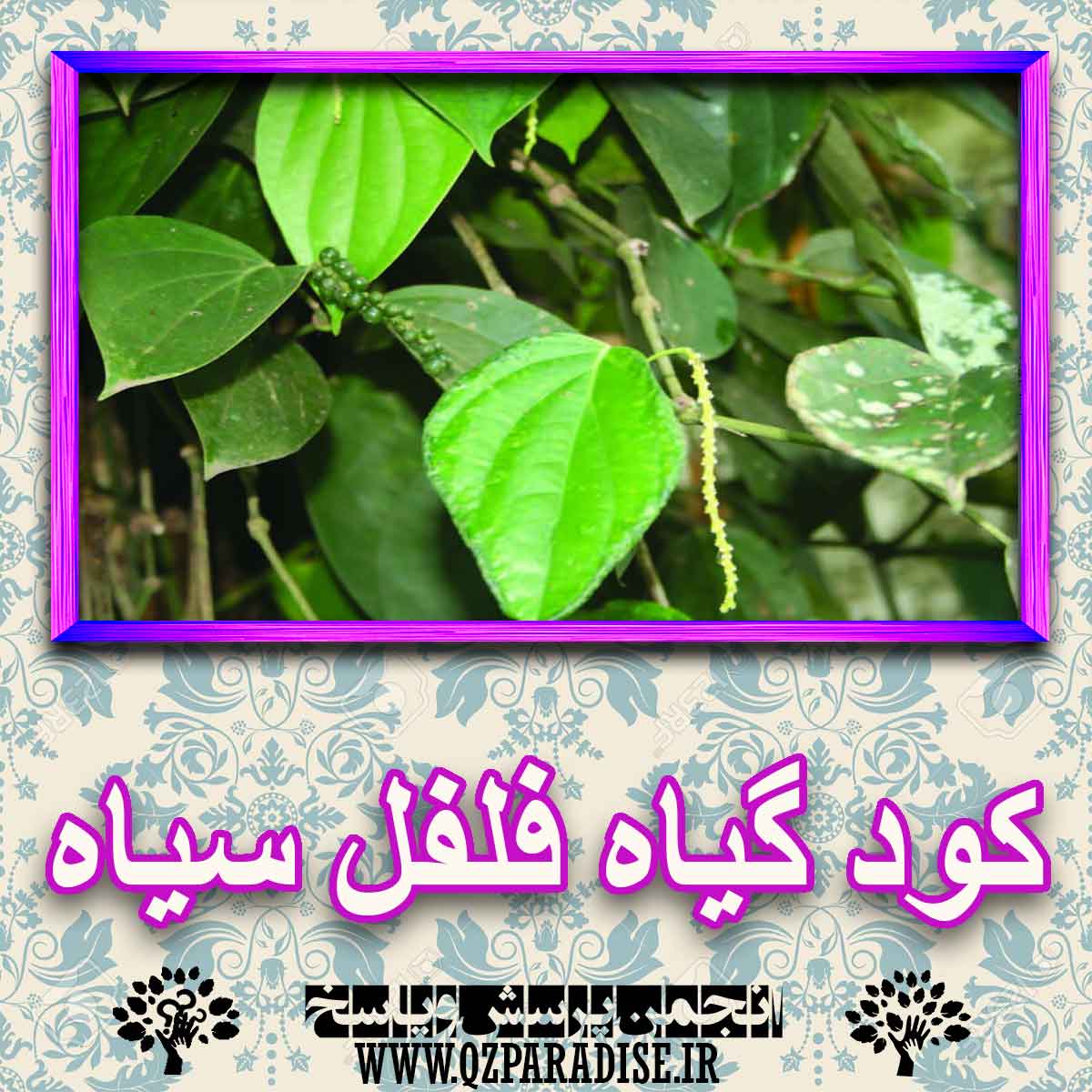 c99c77207753aa6d0366eaff6f2f4e4957a018c6 227 - کود مناسب گیاه فلفل سیاه چیست و چه خاصیتی دارد؟