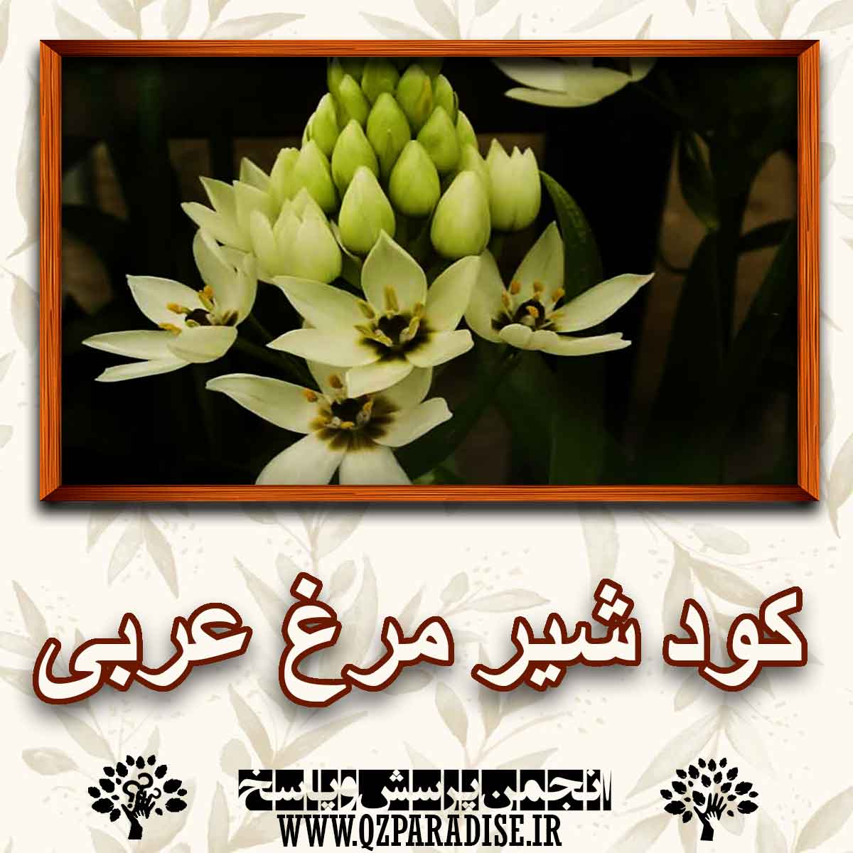 کود مناسب گیاه شیر مرغ عربی را شرح دهید ؟ caa9e9c914fa4700302d0ec8214e43d229a8082c 147 - کود مناسب گیاه شیر مرغ عربی را شرح دهید ؟