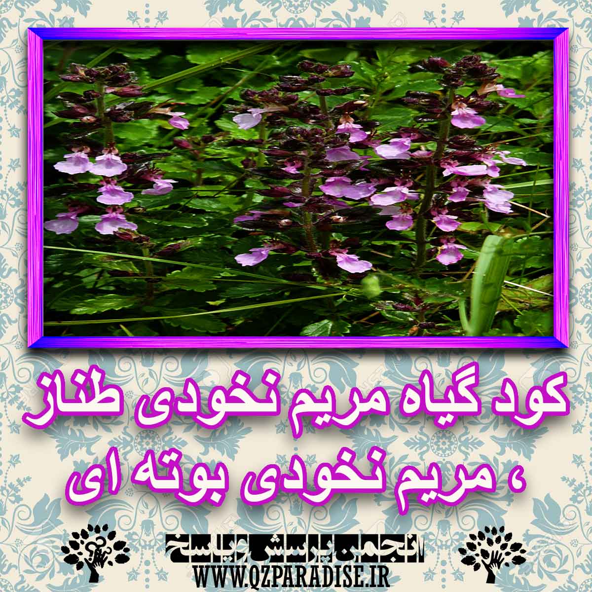 خواص استفاده از گیاه مریم نخودی طناز مریم نخودی بوته ای را شرح دهید ؟ cae667269487be8401d620443b3e82dd1521ae24 227 - خواص استفاده از گیاه مریم نخودی طناز مریم نخودی بوته ای را شرح دهید ؟